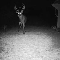 Woodson County Whitetail Mecca images 3