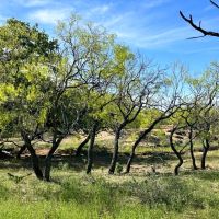 63 - Acres….Excellent Hunting Tank Oaks images 4