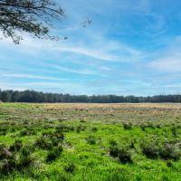 Hunting Recreational Land For Sale Clarksville TX images 4