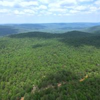 Hunting land for sale in Daisy OK images 3