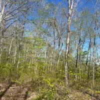Lot 43 Wilson Ridge Rd images 5