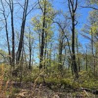 Lot 43 Wilson Ridge Rd images 3