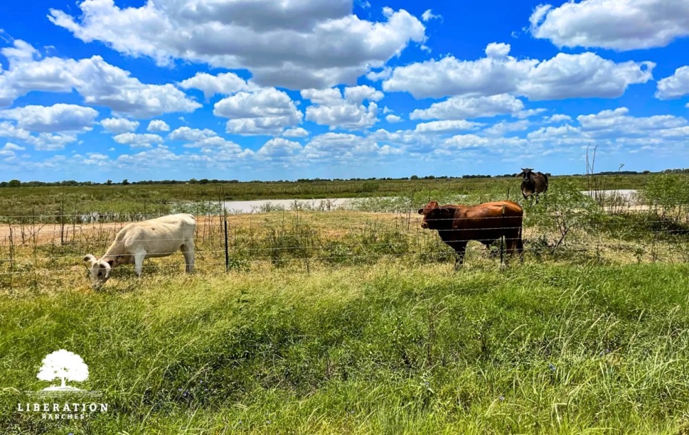 El Campo Tract 4 17 Acres Only 15K Down featured image