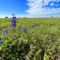 El Campo Tract 4 17 Acres Only 15K Down images 3