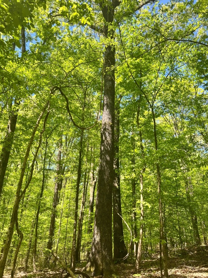90 Acres in Yazoo County MS featured image
