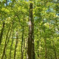 90 Acres in Yazoo County MS