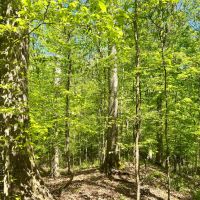 90 Acres in Yazoo County MS images 2
