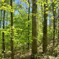 90 Acres in Yazoo County MS images 3