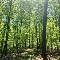 90 Acres in Yazoo County MS images 4