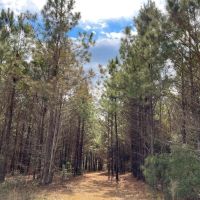 36 Acres T-12 FM 1746 images 5