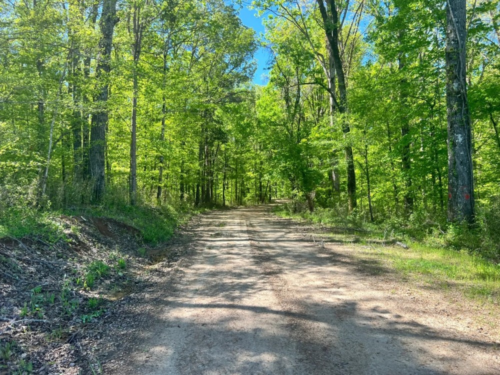 90 Acres in Holmes County MS featured image