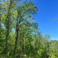 90 Acres in Holmes County MS images 2