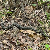 90 Acres in Holmes County MS images 3
