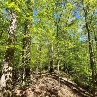90 Acres in Holmes County MS images 4