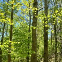 90 Acres in Holmes County MS images 5