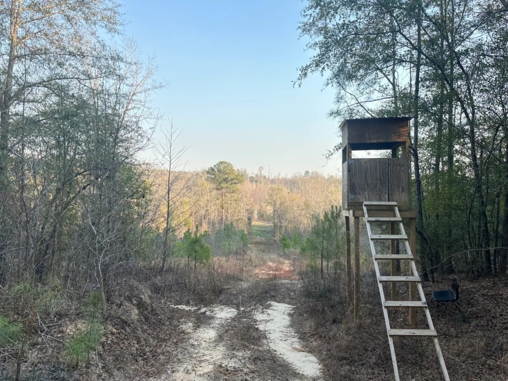 80 acres - near Marion AL featured image