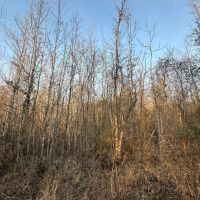 80 acres - near Marion AL images 5
