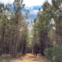 26 Acres T-7 FM 1746 images 5