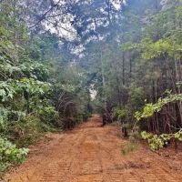 110 Acres Magee s Creek images 2
