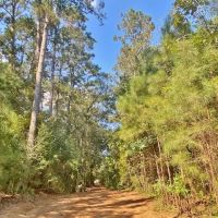 110 Acres Magee s Creek images 4