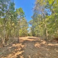 110 Acres Magee s Creek images 5