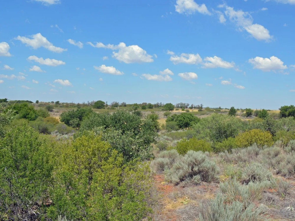 159.31 Acre Oklahoma Farmland and Hunting Land Grandfield OK featured image