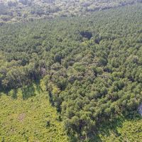 Boggy Creek - 17 Acres images 2