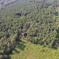 Boggy Creek - 17 Acres images 3