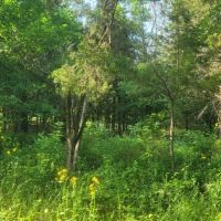 COUGAR RIDGE RANCH - SUPREME HUNTING LAND - NEW PRICE images 5