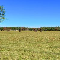 Anahuac Tract 9 12 Acres Only 15K Down images 3