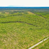 62 Acre Country Living in Ware County GA images 4