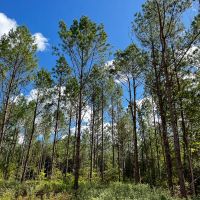 78 Acres T-5 CR 364