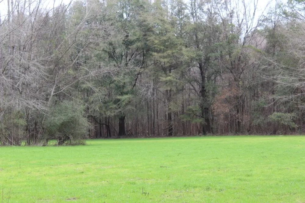 Chickasaw Bogue Hunting Property - 550 acres featured image