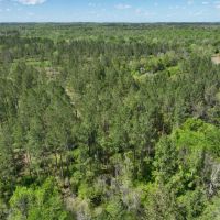 Chickasaw Bogue Hunting Property - 550 acres images 3