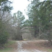 Chickasaw Bogue Hunting Property - 550 acres images 4