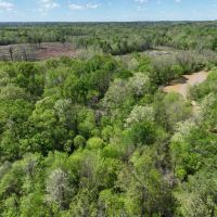 Chickasaw Bogue Hunting Property - 550 acres images 5