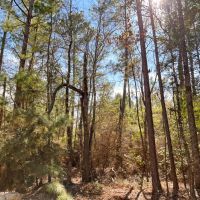 55 Acres Paces Creek T3076-10 images 5