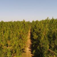 161 - acres Crenshaw Co images 3