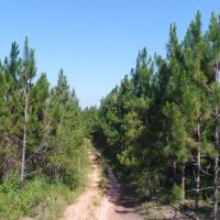161 - acres Crenshaw Co images 4