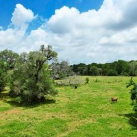 Wharton Tract 4 12 Acres Only 15K Down images 5