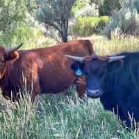 Thieves Den Ranch images 3