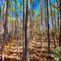 12.5 Acres US Highway 287 5A images 4