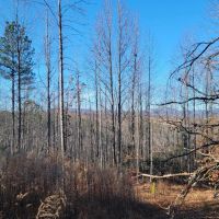 Tract 1- 10 Acre Lot On Ambler School Road images 3