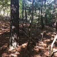 Tract 1- 10 Acre Lot On Ambler School Road images 5