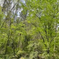 62.15 Ac Centerville Rd images 5