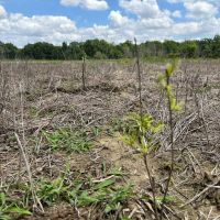 LA - Franklin 200 acres - images 2
