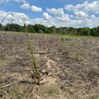 LA - Franklin 200 acres - images 3