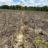 LA - Franklin 200 acres - images 4