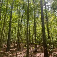 145 -ac on CR 56 images 2