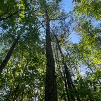 145 -ac on CR 56 images 5